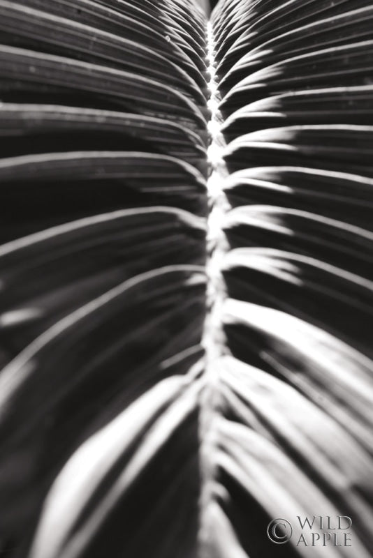 Reproduction of Palm Detail II BW by Wild Apple Portfolio - Wall Decor Art