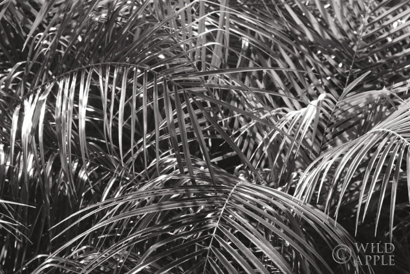 Reproduction of Tropical Fronds BW by Wild Apple Portfolio - Wall Decor Art