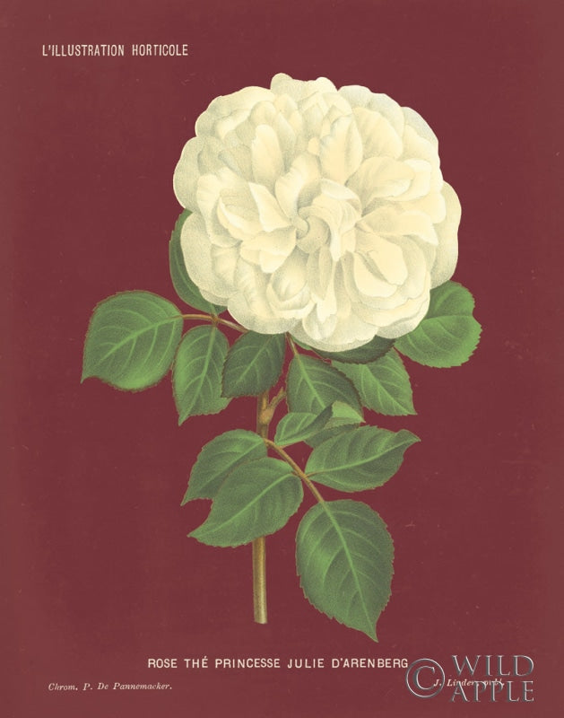 Reproduction of Yellow Rose Pomegranate by Wild Apple Portfolio - Wall Decor Art