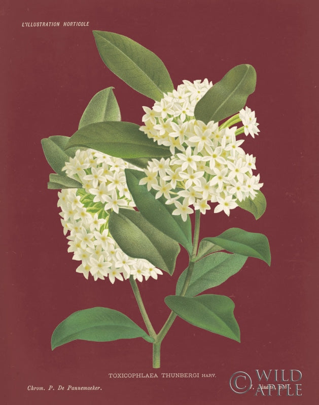 Reproduction of Winter Sweet Pomegranate by Wild Apple Portfolio - Wall Decor Art