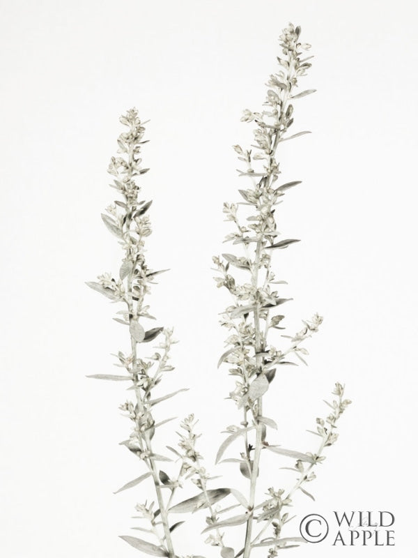 Reproduction of Simple Stems IV Light Crop by Felicity Bradley - Wall Decor Art