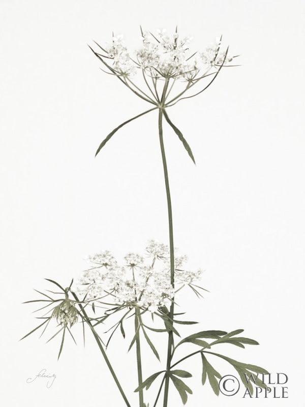 Reproduction of Simple Stems VI Light Crop by Felicity Bradley - Wall Decor Art