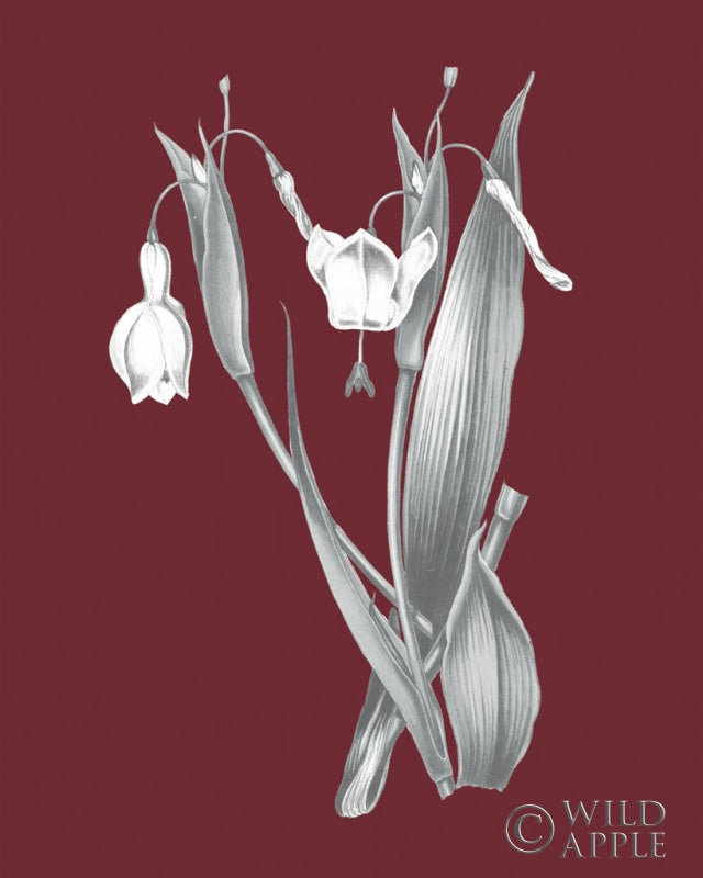 Reproduction of Pomegranate Botanical II by Wild Apple Portfolio - Wall Decor Art