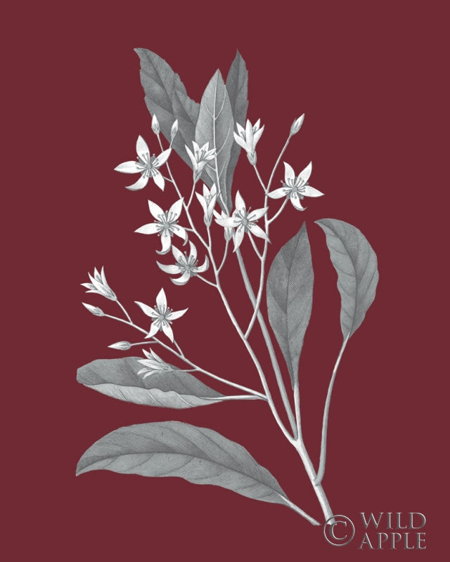 Reproduction of Pomegranate Botanical V by Wild Apple Portfolio - Wall Decor Art