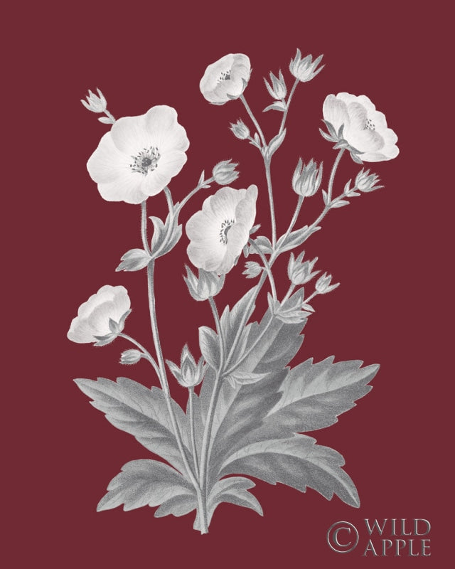 Reproduction of Pomegranate Botanical VI by Wild Apple Portfolio - Wall Decor Art