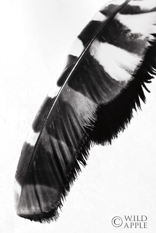 Reproduction of Feather Shadow II White by Debra Van Swearingen - Wall Decor Art