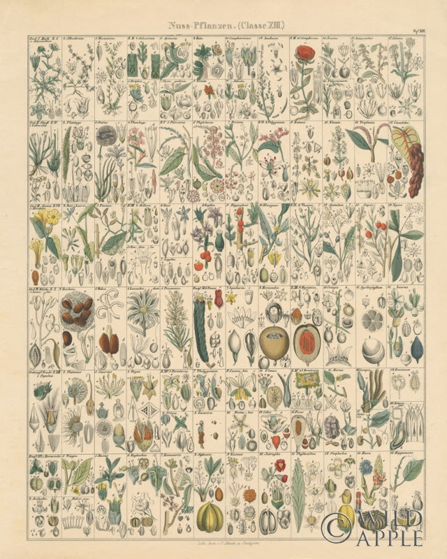 Reproduction of Flora Chart II by Wild Apple Portfolio - Wall Decor Art