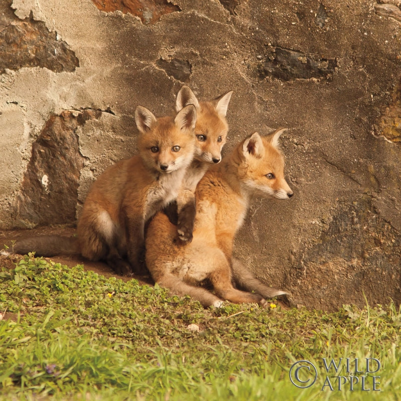 Reproduction of Fox Cubs III by Aledanda - Wall Decor Art