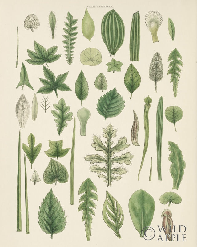 Reproduction of Assortment of Leaves II No Numbers by Wild Apple Portfolio - Wall Decor Art