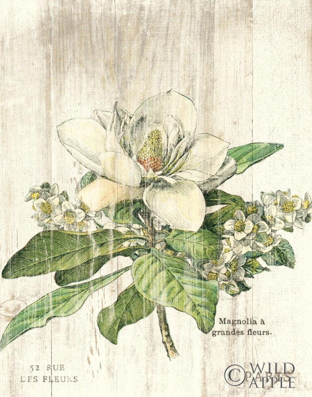 Reproduction of Magnolia de Printemps v2 by Sue Schlabach - Wall Decor Art