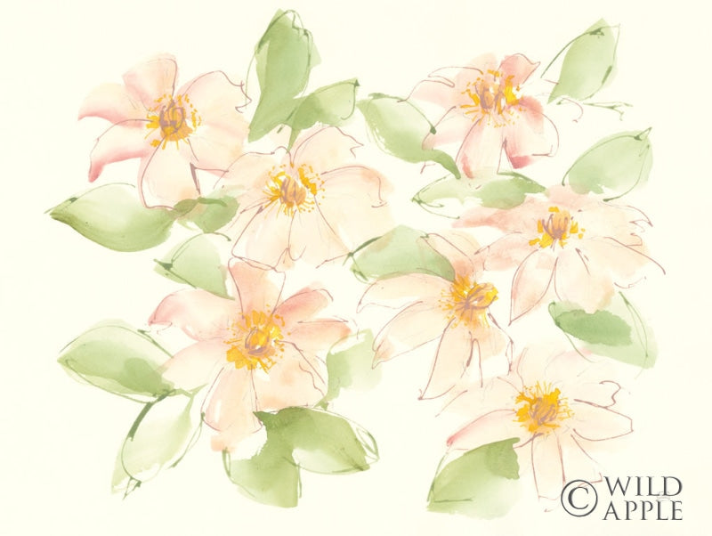 Reproduction of Creme Clematis by Chris Paschke - Wall Decor Art