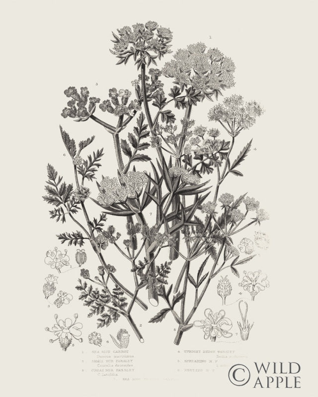 Reproduction of Flowering Plants IV Neutral v2 by Wild Apple Portfolio - Wall Decor Art