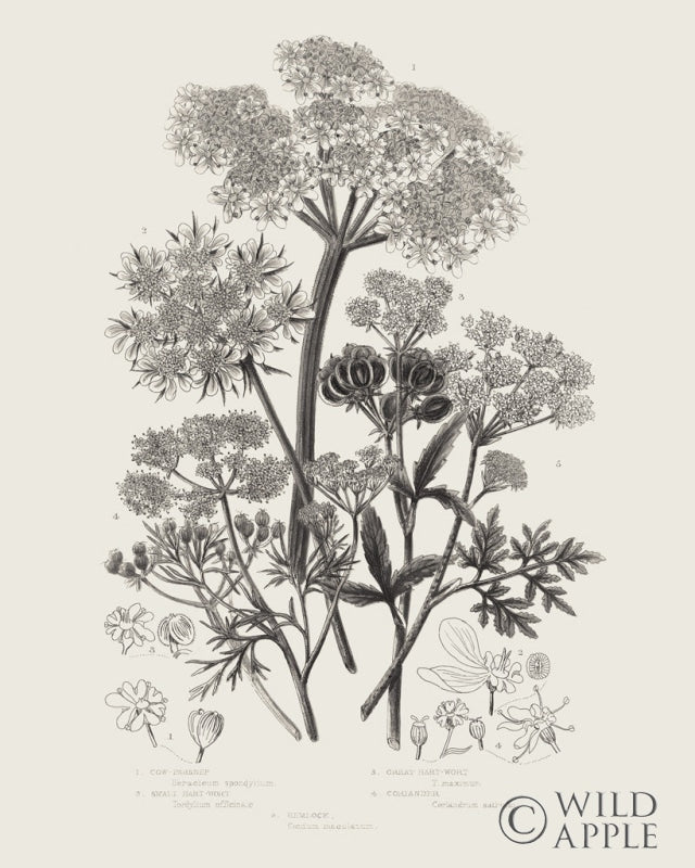 Reproduction of Flowering Plants VI Neutral v2 by Wild Apple Portfolio - Wall Decor Art