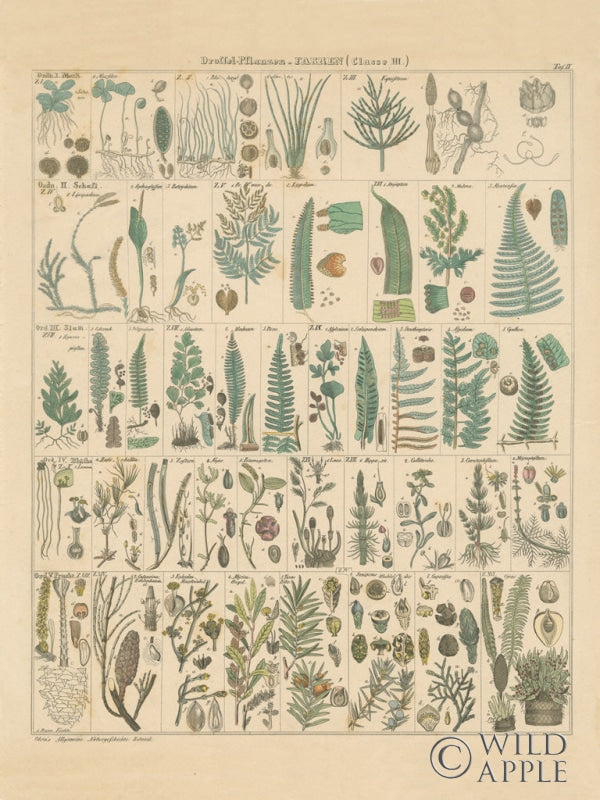Reproduction of Fern Chart v2 by Wild Apple Portfolio - Wall Decor Art
