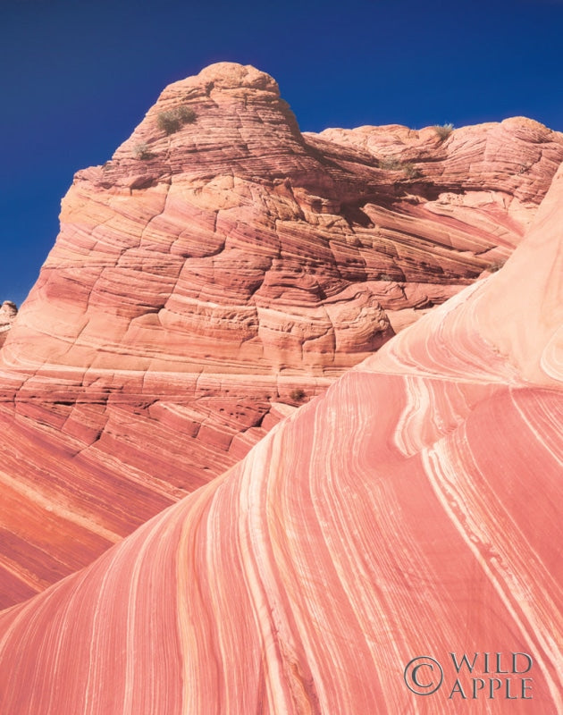 Reproduction of Coyote Buttes I Blush by Alan Majchrowicz - Wall Decor Art