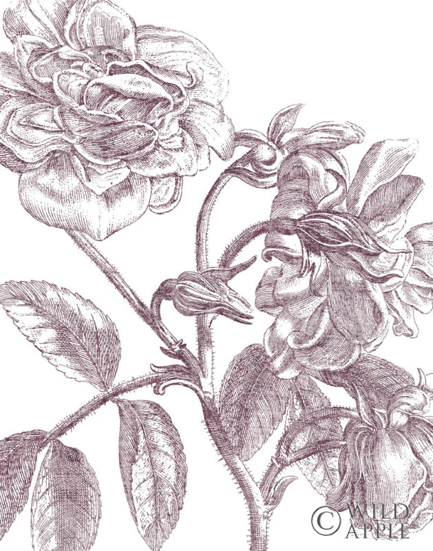 Reproduction of Belle Fleur I Plum Crop by Sue Schlabach - Wall Decor Art