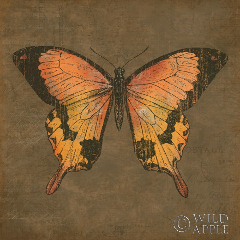 Reproduction of Mocha Butterfly by Katie Pertiet - Wall Decor Art