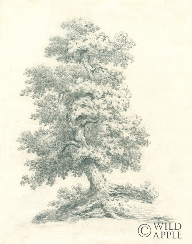 Reproduction of Tree Study II by Wild Apple Portfolio - Wall Decor Art
