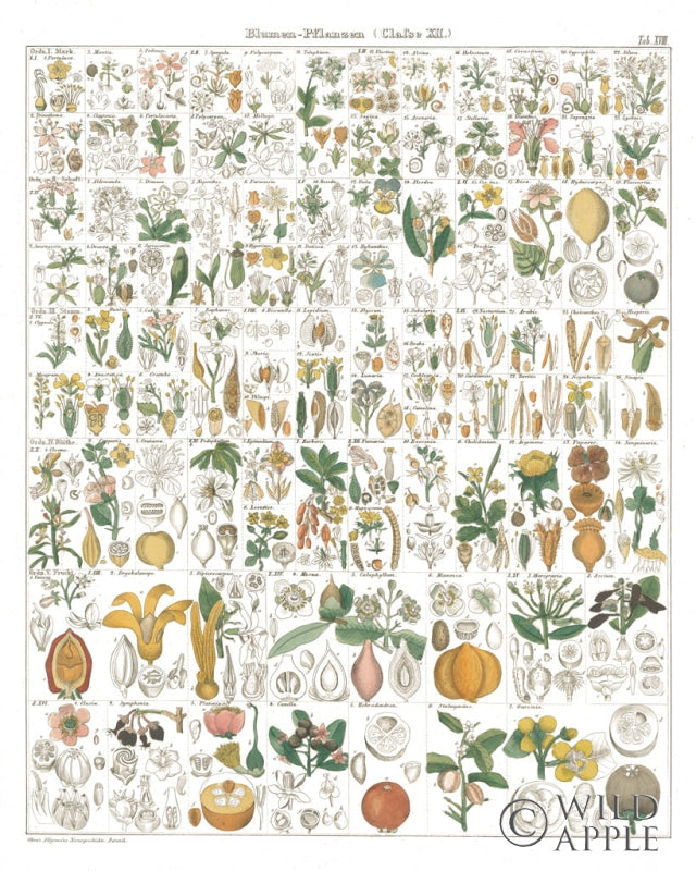 Reproduction of Flora Chart I White by Wild Apple Portfolio - Wall Decor Art
