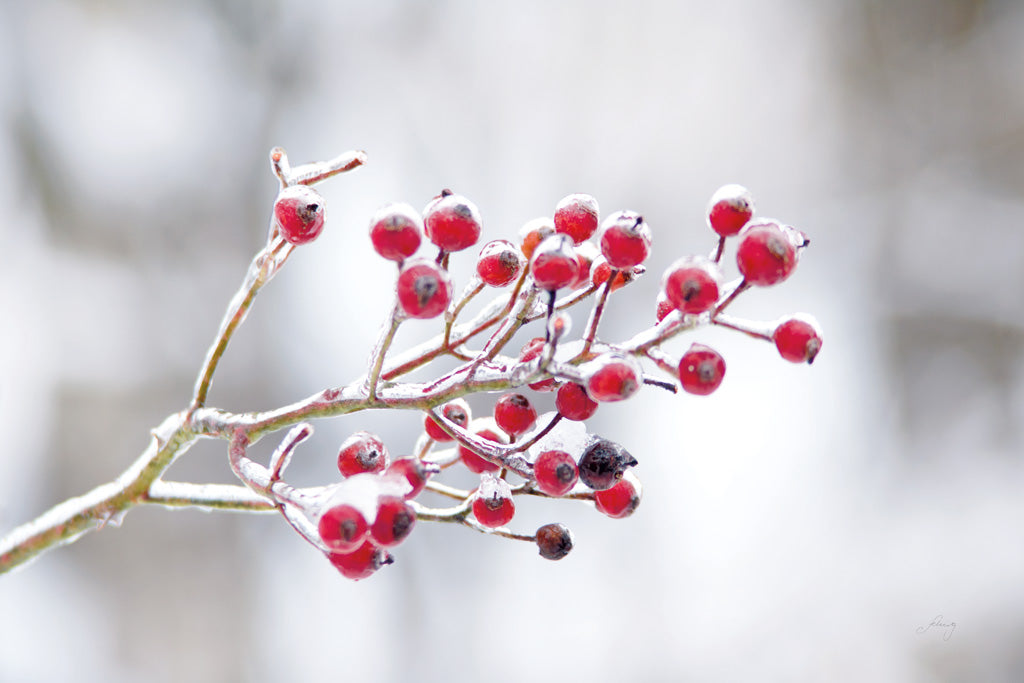 Reproduction of Winter Berries I by Felicity Bradley - Wall Decor Art
