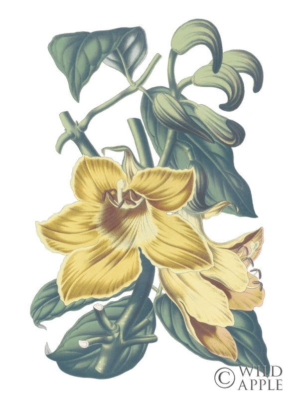 Reproduction of Antique Botanical XVIII Cool by Wild Apple Portfolio - Wall Decor Art