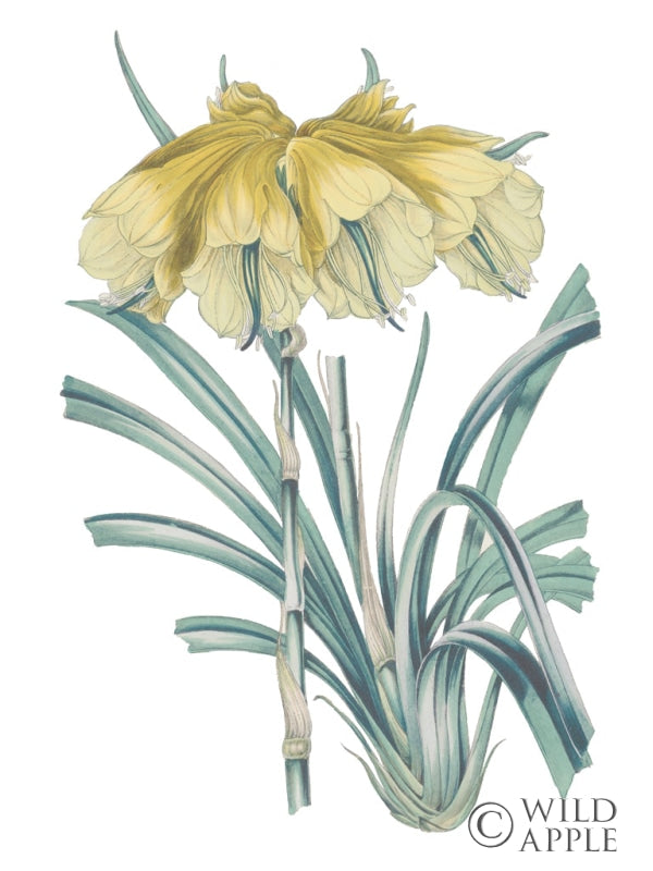 Reproduction of Antique Botanical XXIV Cool by Wild Apple Portfolio - Wall Decor Art
