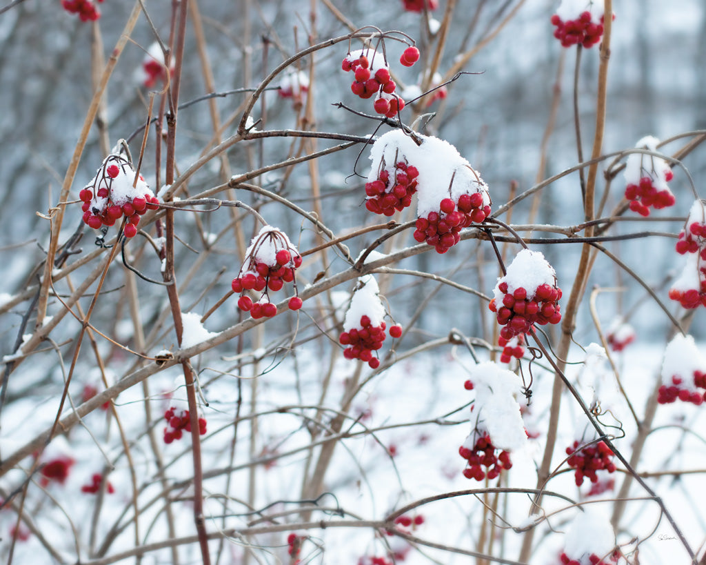 Reproduction of Berries in Winter Crop by Sue Schlabach - Wall Decor Art