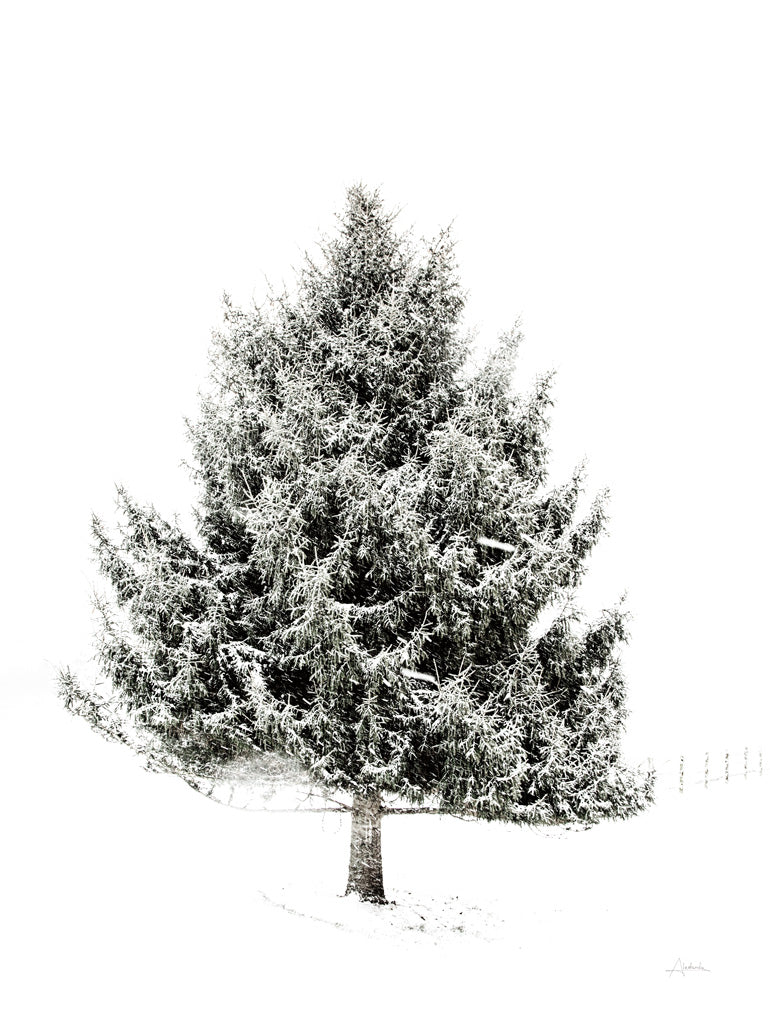 Reproduction of Lone Pine by Aledanda - Wall Decor Art
