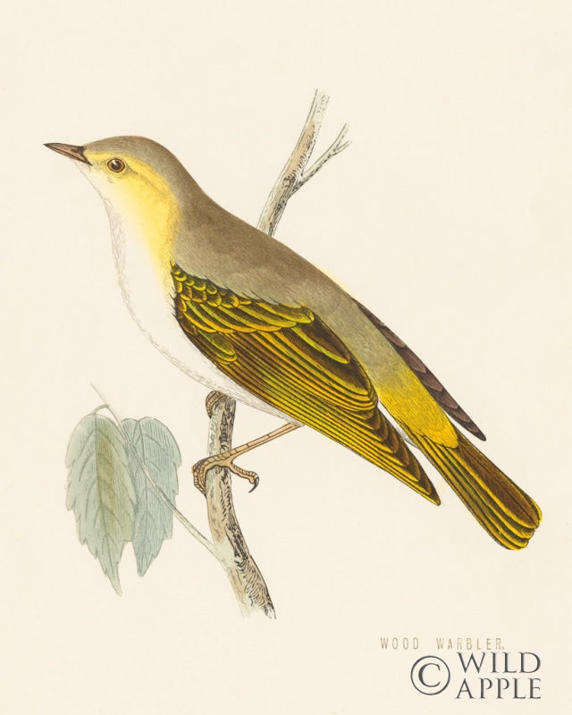 Reproduction of Engraved Birds III by Wild Apple Portfolio - Wall Decor Art