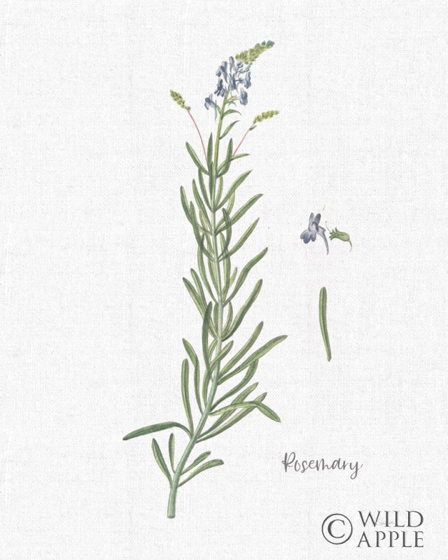 Reproduction of Cottage Herbs I Linen by Sue Schlabach - Wall Decor Art