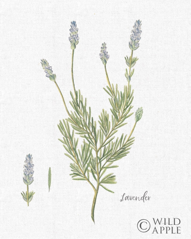 Reproduction of Cottage Herbs II Linen by Sue Schlabach - Wall Decor Art