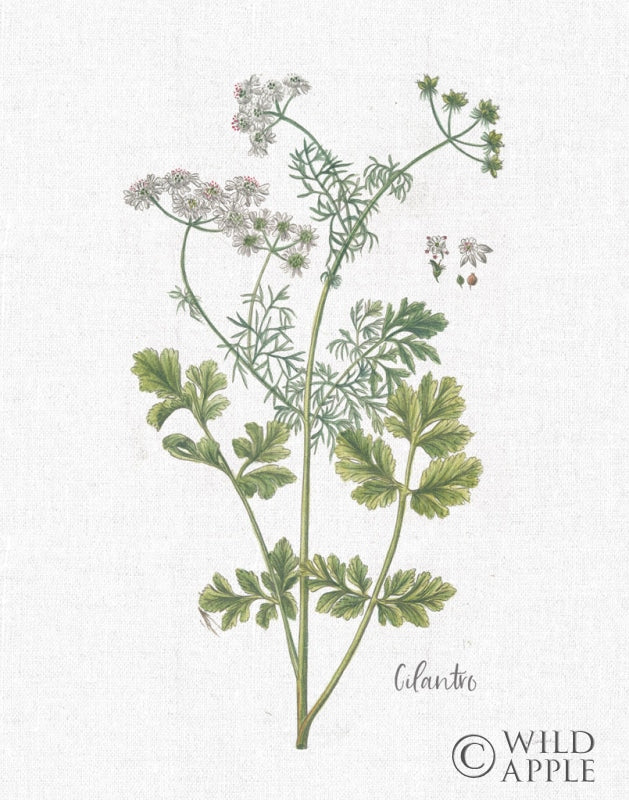 Reproduction of Cottage Herbs III Linen by Sue Schlabach - Wall Decor Art