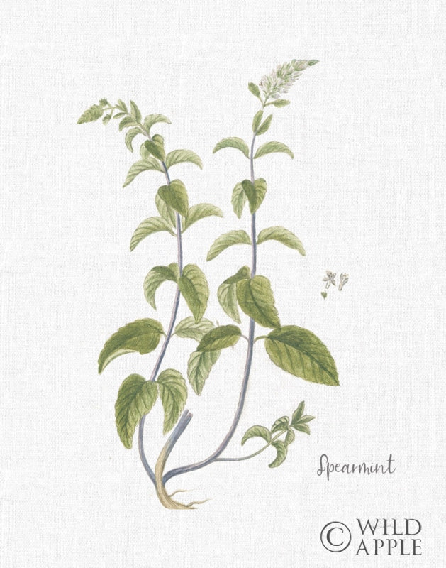 Reproduction of Cottage Herbs IV Linen by Sue Schlabach - Wall Decor Art