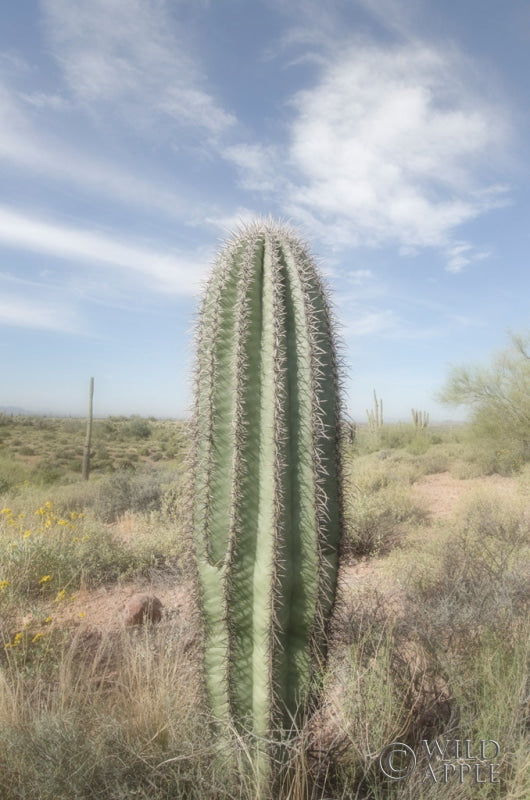 Reproduction of Saguaro by Alan Majchrowicz - Wall Decor Art