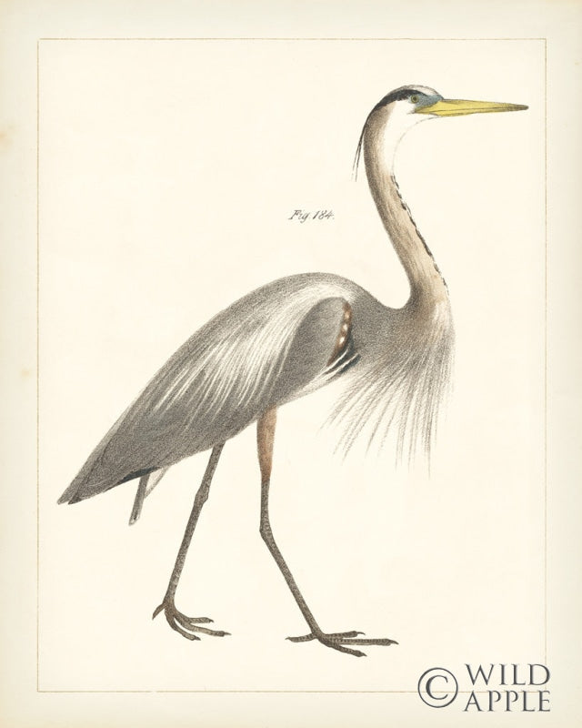 Reproduction of Vintage Heron I by Wild Apple Portfolio - Wall Decor Art