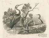 Reproduction of French Birds I by Wild Apple Portfolio - Wall Decor Art