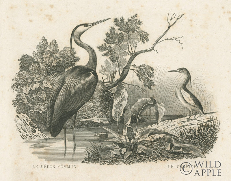 Reproduction of French Birds I by Wild Apple Portfolio - Wall Decor Art