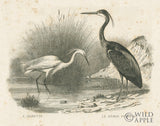 Reproduction of French Birds II by Wild Apple Portfolio - Wall Decor Art