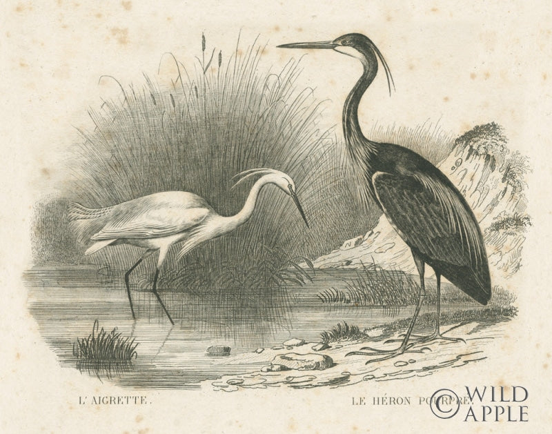 Reproduction of French Birds II by Wild Apple Portfolio - Wall Decor Art