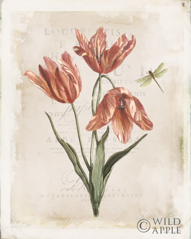 Reproduction of Antiquarian Blooms III by Katie Pertiet - Wall Decor Art