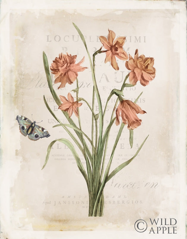 Reproduction of Antiquarian Blooms V by Katie Pertiet - Wall Decor Art