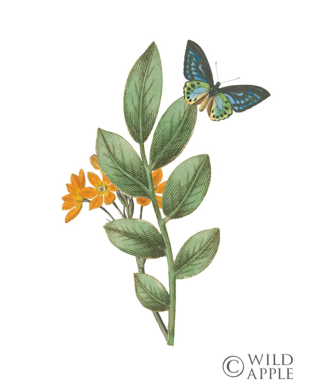 Reproduction of Greenery Butterflies I by Wild Apple Portfolio - Wall Decor Art