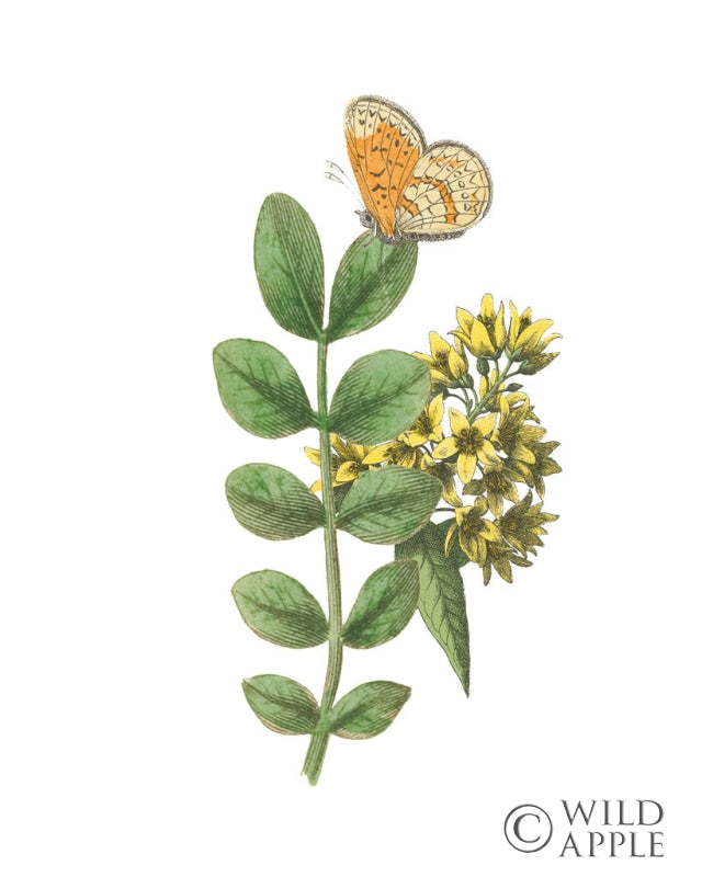 Reproduction of Greenery Butterflies II by Wild Apple Portfolio - Wall Decor Art