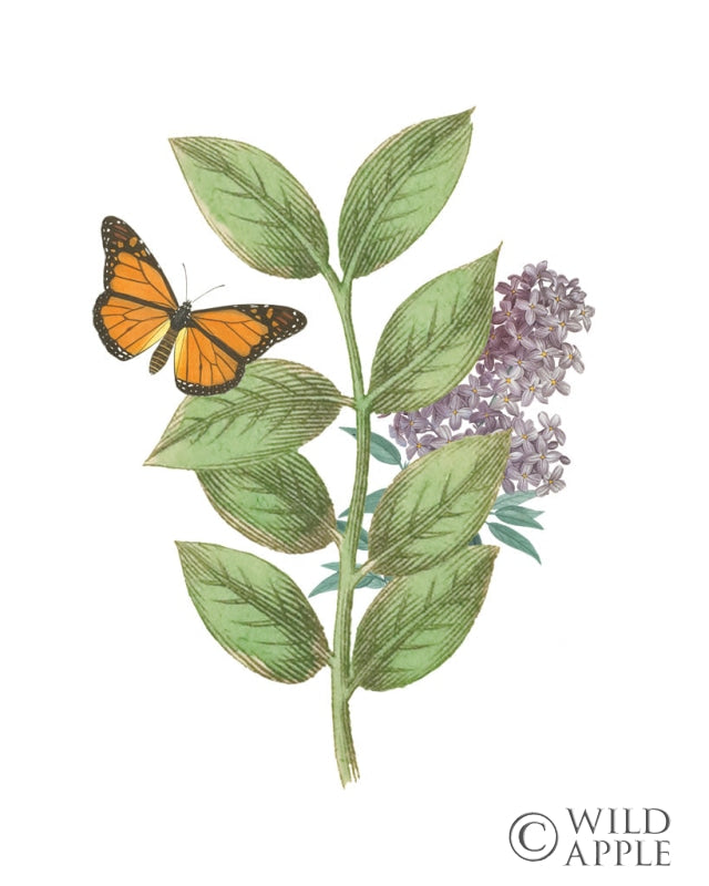 Reproduction of Greenery Butterflies III by Wild Apple Portfolio - Wall Decor Art