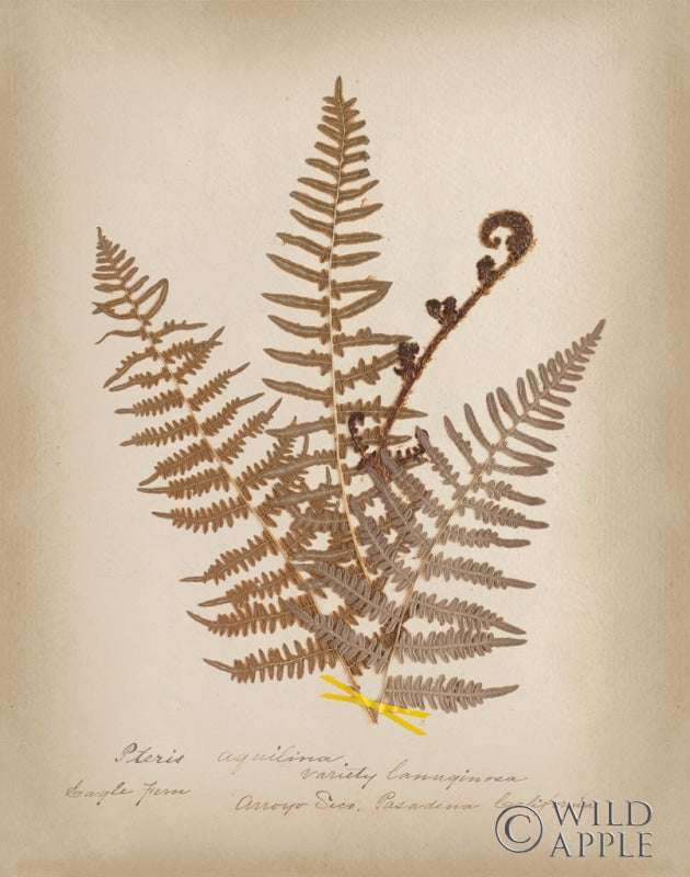 Reproduction of Ferns in Book IV by Wild Apple Portfolio - Wall Decor Art