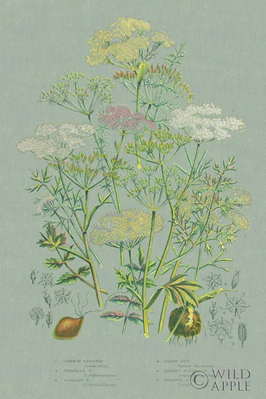Reproduction of Flowering Plants II Green Linen by Wild Apple Portfolio - Wall Decor Art