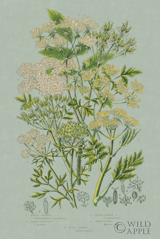 Reproduction of Flowering Plants III Green Linen by Wild Apple Portfolio - Wall Decor Art