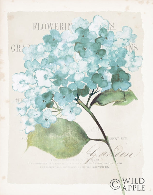 Reproduction of Antique Floral I Blue Vintage by Wild Apple Portfolio - Wall Decor Art