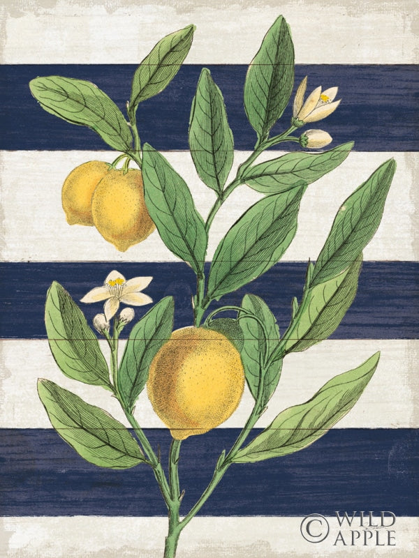 Reproduction of Classic Citrus V Navy Shiplap NW by Sue Schlabach - Wall Decor Art