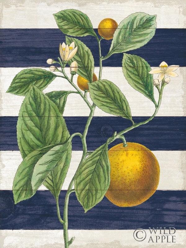 Reproduction of Classic Citrus VI Navy Shiplap NW by Sue Schlabach - Wall Decor Art